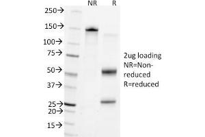 SDS-PAGE Analysis Purified CD45 Mouse Monoclonal Antibody (Bra55). (CD45 抗体)