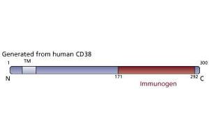 Image no. 1 for anti-CD38 (AA 171-292) antibody (ABIN968373) (CD38 抗体  (AA 171-292))