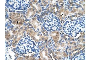 SOD1 antibody was used for immunohistochemistry at a concentration of 4-8 ug/ml to stain Epithelial cells of renal tubule (arrows) in Human Kidney. (SOD1 抗体  (N-Term))