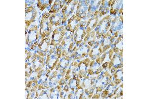 Immunohistochemistry of paraffin-embedded mouse stomach using PSRC1 antibody (ABIN1876672) at dilution of 1:100 (40x lens). (PSRC1 抗体)