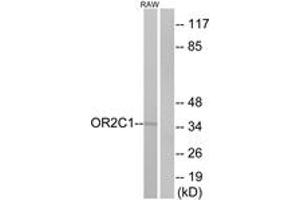 Western Blotting (WB) image for anti-Olfactory Receptor, Family 2, Subfamily C, Member 1 (OR2C1) (AA 241-290) antibody (ABIN2890977) (OR2C1 抗体  (AA 241-290))