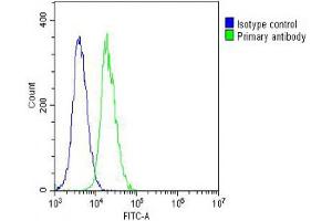 Overlay histogram showing NIH/3T3 cells stained with (ABIN6242693 and ABIN6578667) (green line). (Vinculin 抗体  (AA 634-668))