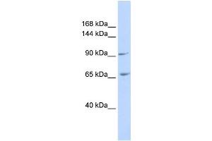 Western Blotting (WB) image for anti-Intercellular Adhesion Molecule 5 (ICAM5) antibody (ABIN2458933) (ICAM5 抗体)