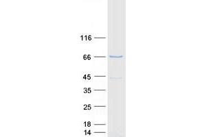 Western Blotting (WB) image for Cryptochrome 2 (Photolyase-Like) (CRY2) (Transcript Variant 1) protein (Myc-DYKDDDDK Tag) (ABIN2712573)
