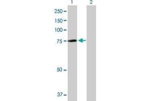 Western Blot analysis of AHI1 expression in transfected 293T cell line by AHI1 MaxPab polyclonal antibody. (AHI1 抗体  (AA 1-609))