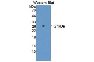 Western blot analysis of the recombinant protein. (NASP 抗体  (AA 3-223))