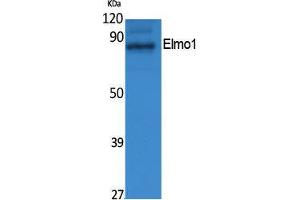Western Blotting (WB) image for anti-Engulfment and Cell Motility 1 (ELMO1) (N-Term) antibody (ABIN3187599) (ELMO1 抗体  (N-Term))