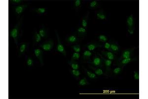 Immunofluorescence (IF) image for anti-Target of EGR1, Member 1 (Nuclear) (TOE1) (AA 1-510) antibody (ABIN530235)