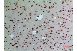 Immunohistochemistry (IHC) analysis of paraffin-embedded Rat Brain, antibody was diluted at 1:100. (Lamin B1 抗体  (Internal Region))