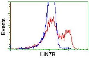 Image no. 3 for anti-Lin-7 Homolog B (LIN7B) antibody (ABIN1499155) (LIN7B 抗体)