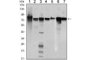 Western Blot showing STAT5B antibody used against Hela (1), K562 (2), NIH/3T3 (3), C6 (4), HEK293 (5), Jurkat (6) and HL-60 (7) cell lysate. (STAT5B 抗体)
