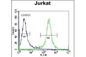 PDE3B Antibody (Center) (ABIN655957 and ABIN2845343) flow cytometric analysis of Jurkat cells (right histogram) compared to a negative control cell (left histogram). (PDE3B 抗体  (AA 400-427))