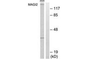 Western blot analysis of extracts from A549 cells, using MAGI2 Antibody. (MAGI2 抗体  (AA 221-270))
