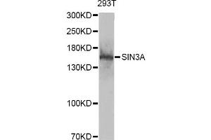 Western blot analysis of extracts of 293T cells, using SIN3A antibody (ABIN6293567) at 1:1000 dilution. (SIN3A 抗体)