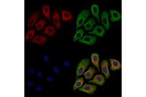 ABIN7094727 and ABIN7098778 staining Hela cells by IF/ICC. (DISC1 抗体  (N-Term))