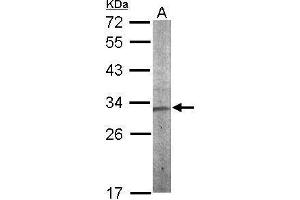 WB Image Sample (50 ug of whole cell lysate) A: mouse stomach 12% SDS PAGE antibody diluted at 1:1000