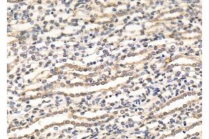 ABIN7094476 and ABIN7098524 at 1/100 staining Rat kidney tissue by IHC-P. (RBPMS 抗体  (C-Term))