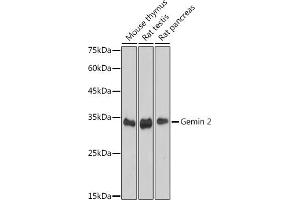 Western blot analysis of extracts of various cell lines, using Gemin 2 antibody (ABIN7267366) at 1:1000 dilution. (SIP1 抗体)