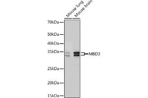 Western blot analysis of extracts of various cell lines, using MBD3 Rabbit mAb (ABIN7268492) at 1:1000 dilution. (MBD3 抗体)