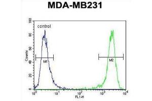 Flow Cytometry (FACS) image for anti-Empty Spiracles Homeobox 1 (EMX1) antibody (ABIN3003987) (EMX1 抗体)
