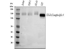 Western blot analysis of Integrin Alpha 4/ITGA4 using anti-Integrin Alpha 4/ITGA4 antibody (ABIN7601418).