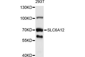 Western blot analysis of extracts of 293T cells, using SLC6A12 antibody (ABIN5998874) at 1/1000 dilution. (SLC6A12 抗体)