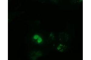 Immunofluorescence (IF) image for anti-Peptidylprolyl Isomerase Domain and WD Repeat Containing 1 (PPWD1) antibody (ABIN1500394) (PPWD1 抗体)
