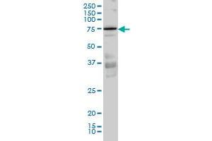 PRKCI monoclonal antibody (M02), clone 3A7 Western Blot analysis of PRKCI expression in Hela S3 NE .