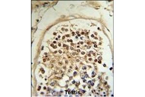 Formalin-fixed and paraffin-embedded human testis tissue reacted with HCCA2 Antibody (N-term), which was peroxidase-conjugated to the secondary antibody, followed by DAB staining. (MOB2 抗体  (N-Term))