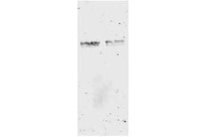 Western Blot of anti-GST antibody. (GST 抗体)