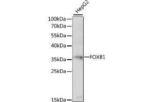Western blot analysis of extracts of HepG2 cells, using FOXB1 antibody (ABIN7267233) at 1:1000 dilution. (FOXB1 抗体  (C-Term))
