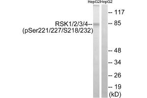 Western blot analysis of extracts from HepG2 cells, treated with EGF (200ng/ml, 30mins), using RSK1/2/3/4 (Phospho-Ser221/227/218/232) antibody. (RSK1/2/3/4 (pSer218), (pSer22), (pSer227), (pSer232) 抗体)