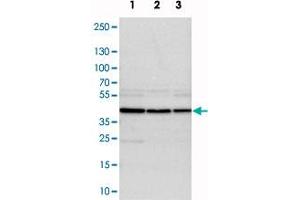 Western blot analysis of cell lysates with DRG1 polyclonal antibody . (DRG1 抗体)