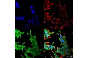 Immunocytochemistry/Immunofluorescence analysis using Mouse Anti-QKI (pan) Monoclonal Antibody, Clone S147-6 . (QKI 抗体  (AA 1-341) (Atto 390))