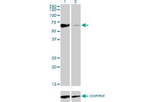 Western blot analysis of NR1D2 over-expressed 293 cell line, cotransfected with NR1D2 Validated Chimera RNAi (Lane 2) or non-transfected control (Lane 1).