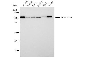 Western blotting analysis using Hexokinase 1 antibody (ABIN7798906). (Recombinant Hexokinase 1 抗体)