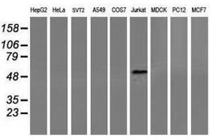 Image no. 2 for anti-Coronin, Actin Binding Protein, 1A (CORO1A) antibody (ABIN1497574) (Coronin 1a 抗体)