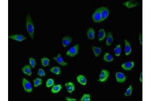 Immunofluorescence (IF) image for anti-Killer Cell Lectin-Like Receptor Subfamily K, Member 1 (KLRK1) (AA 73-216) antibody (ABIN7161645)