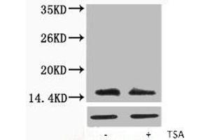 Western blot analysis of extracts from Hela cells, untreated (-) or treated, 1:5000. (H2AFX 抗体  (acLys5))