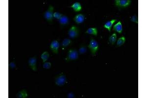 Immunofluorescence staining of A549 cells with ABIN7164015 at 1:50, counter-stained with DAPI. (KCNV1 抗体  (AA 1-200))