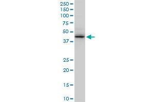 Western Blotting (WB) image for anti-Zinc Finger Protein 265 (Zranb2) (AA 1-106) antibody (ABIN522863)
