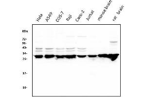 Western blot analysis of 14-3-3 zeta/delta using anti-14-3-3 zeta/delta antibody (ABIN7602973).