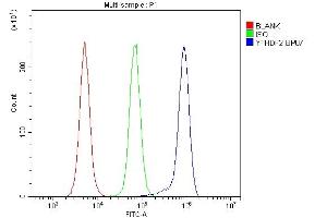 Flow Cytometry analysis of RAW264. (YTHDF2 抗体  (N-Term))