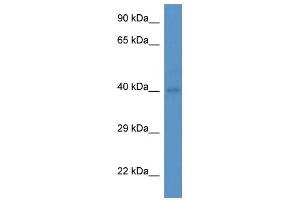 Western Blot showing Abo antibody used at a concentration of 1. (ABO 抗体  (Middle Region))