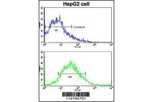 Flow cytometric analysis of HepG2 cells using LGR5/GPR49 Antibody (bottom histogram) compared to a negative control cell (top histogram). (LGR5 抗体  (N-Term))