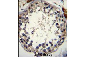 STRA8 Antibody immunohistochemistry analysis in formalin fixed and paraffin embedded human testis tissue followed by peroxidase conjugation of the secondary antibody and DAB staining. (STRA8 抗体  (C-Term))