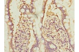 Immunohistochemistry of paraffin-embedded human small intestine tissue using ABIN7161944 at dilution of 1:100 (NFYB 抗体  (AA 1-207))