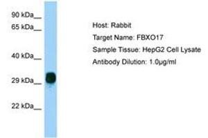 Image no. 1 for anti-F-Box Protein 17 (FBXO17) (AA 36-85) antibody (ABIN6750200) (FBXO17 抗体  (AA 36-85))