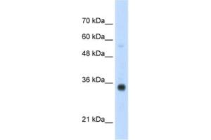 Western Blotting (WB) image for anti-Homeobox B4 (HOXB4) antibody (ABIN2461926) (HOXB4 抗体)