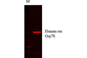 Grp78 human recom copy_1. (GRP78 抗体)